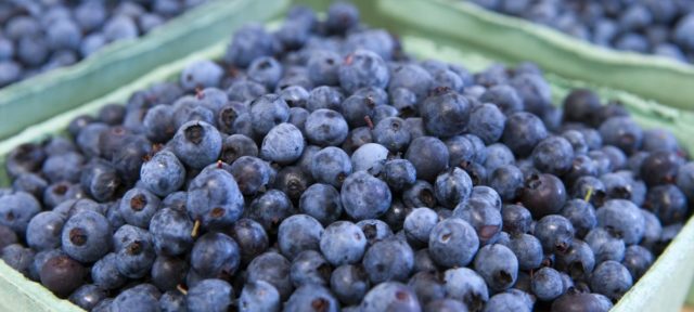 Detail Blueberries Images Free Nomer 20