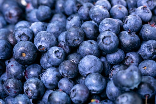 Detail Blueberries Images Free Nomer 21