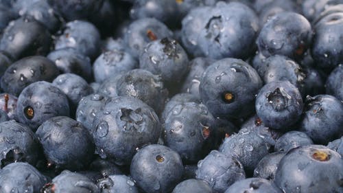 Detail Blueberries Images Free Nomer 29