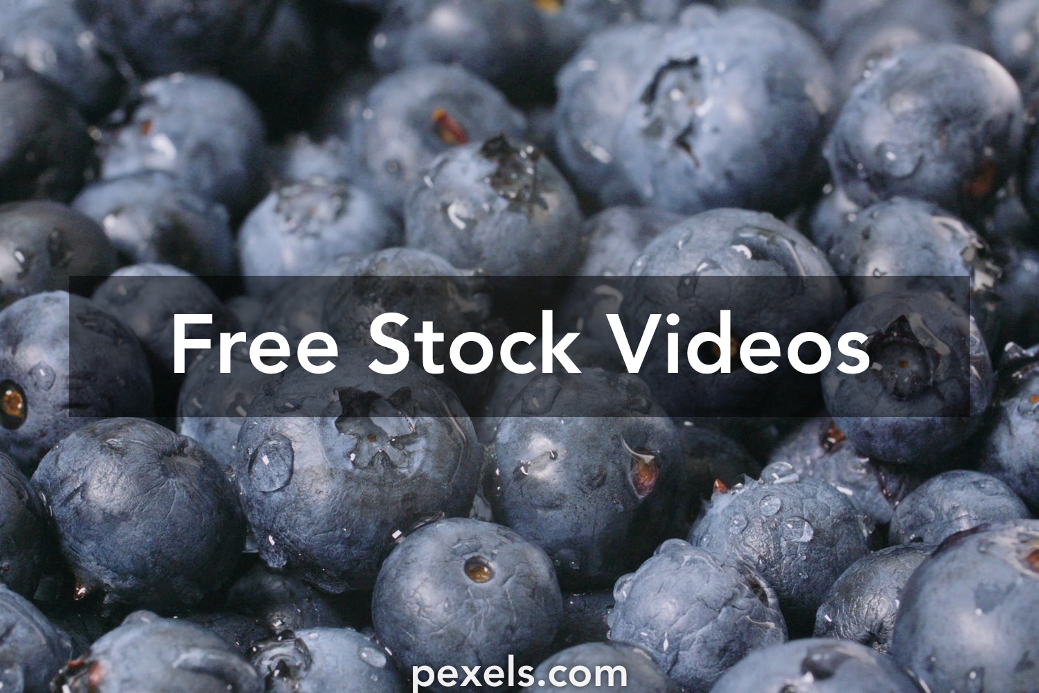 Detail Blueberries Images Free Nomer 36