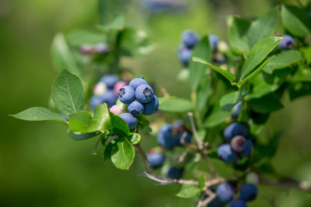 Detail Blueberries Images Free Nomer 38