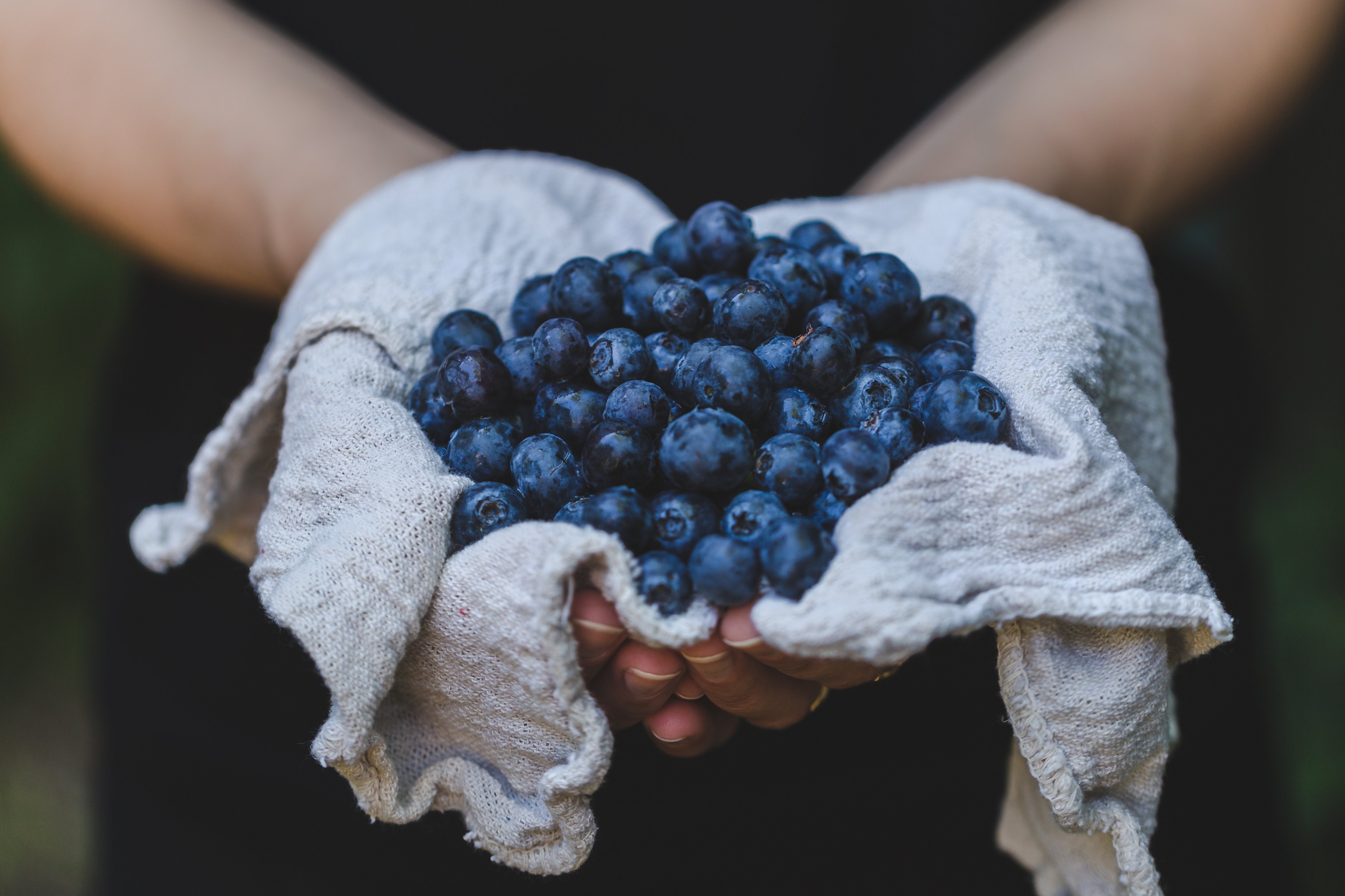 Detail Blueberries Images Free Nomer 39