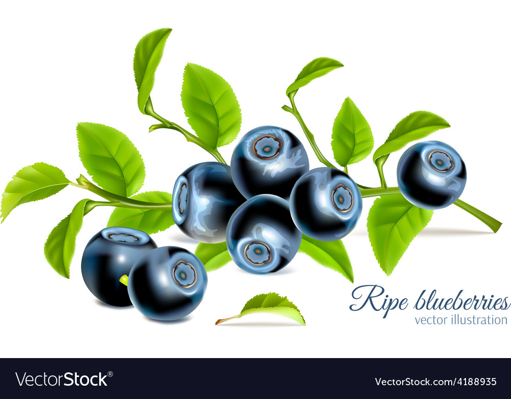 Detail Blueberries Images Free Nomer 44