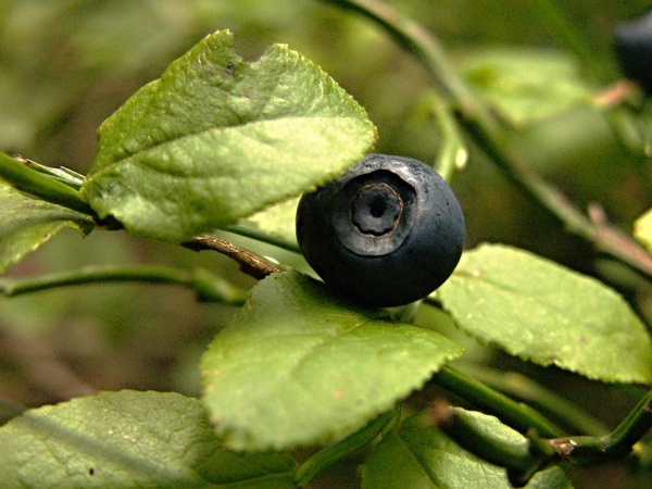 Detail Blueberries Images Free Nomer 45