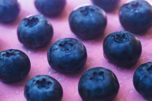 Detail Blueberries Images Free Nomer 46
