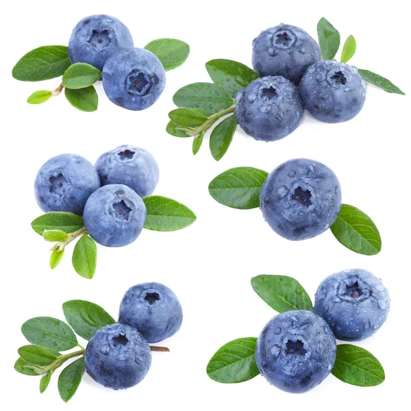 Detail Blueberries Images Free Nomer 48