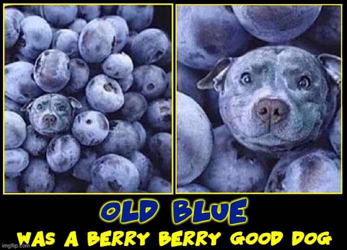 Detail Blueberries Meme Nomer 16