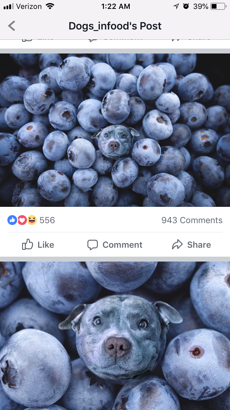 Detail Blueberries Meme Nomer 4