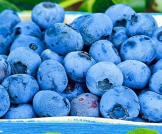 Detail Blueberries Meme Nomer 28