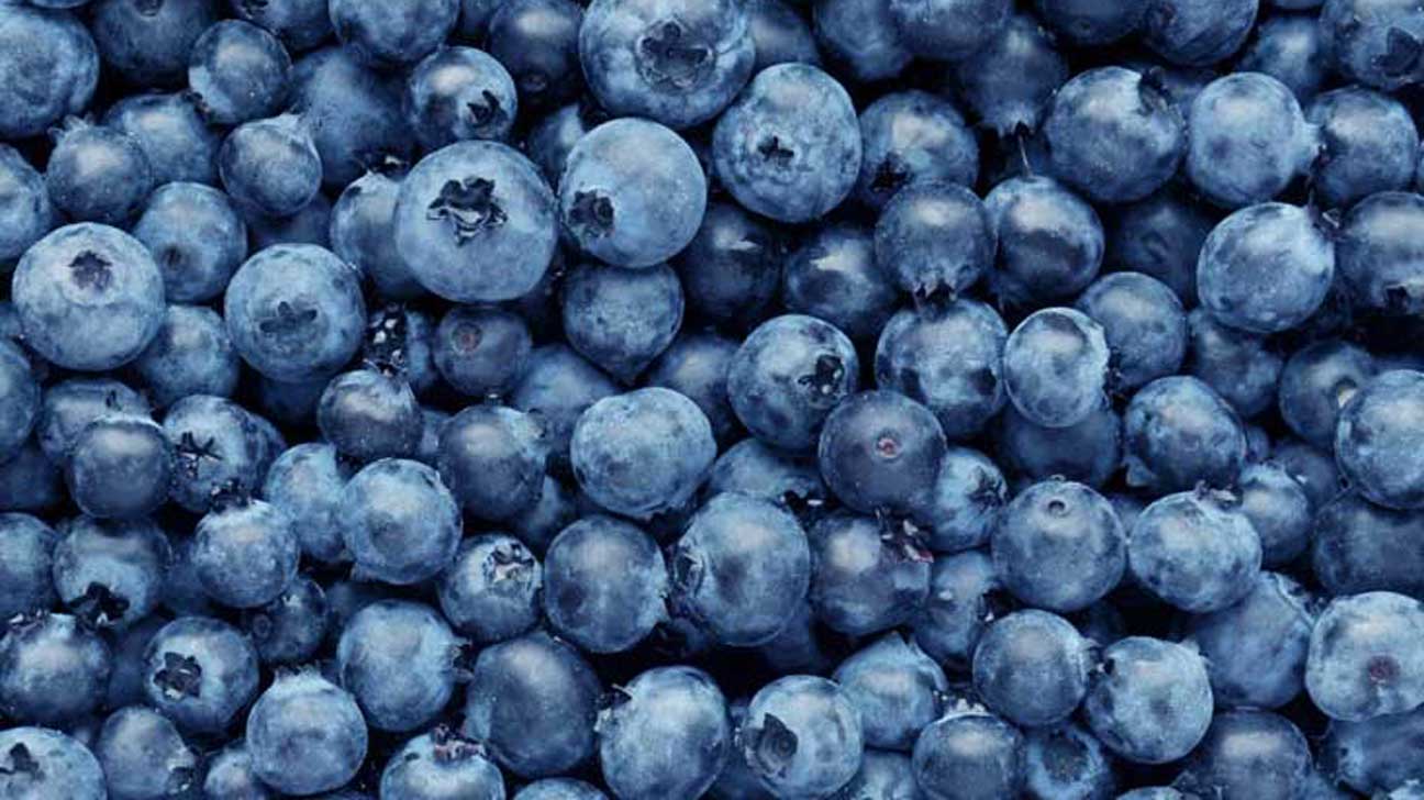 Blueberries Photo - KibrisPDR