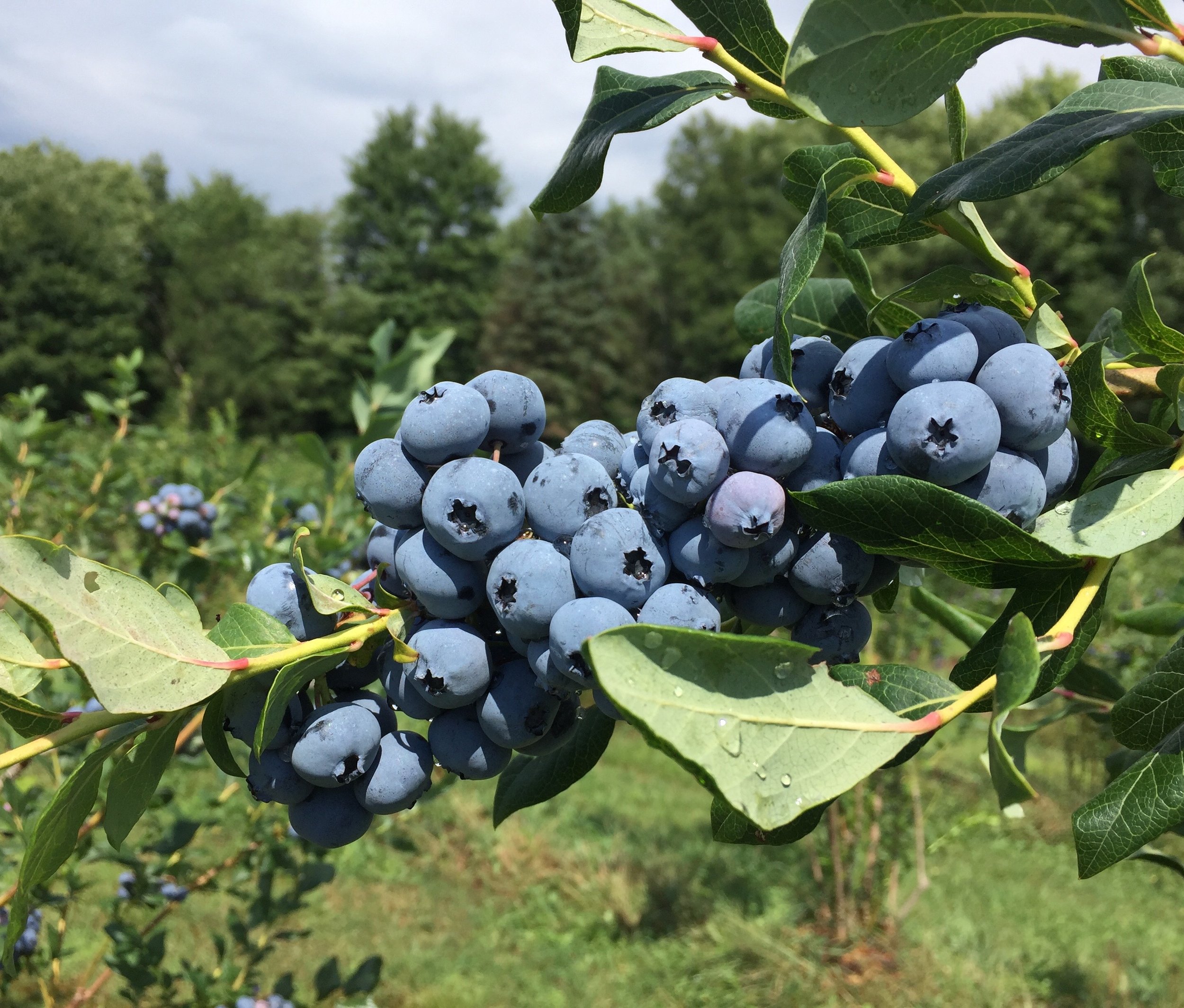 Detail Blueberries Photo Nomer 25