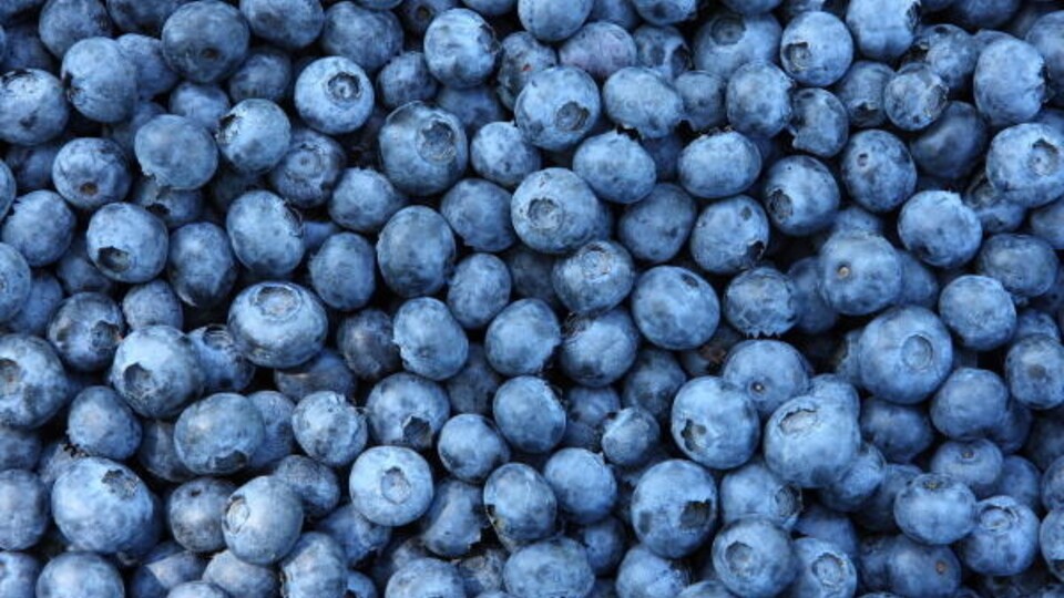 Detail Blueberries Picture Nomer 22