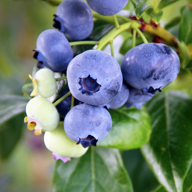 Detail Blueberries Picture Nomer 54