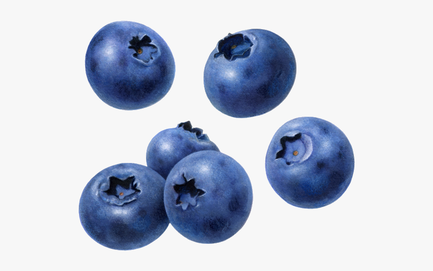 Detail Blueberries Png Nomer 12