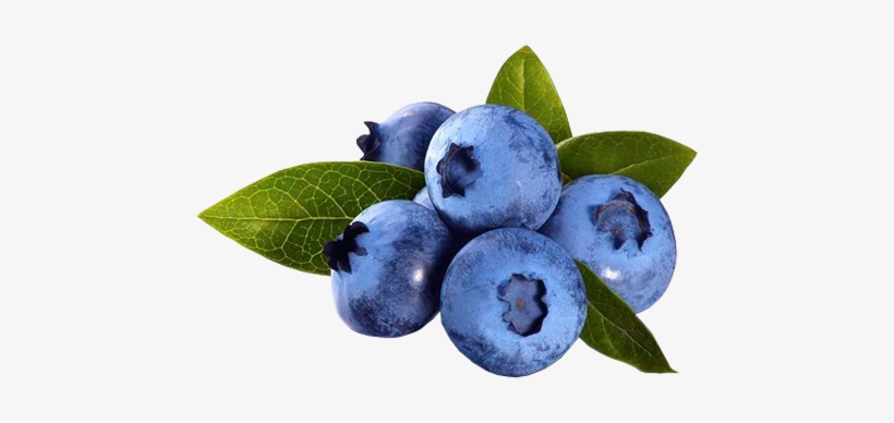 Detail Blueberries Png Nomer 21