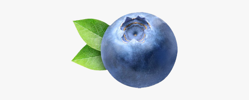 Detail Blueberries Png Nomer 29