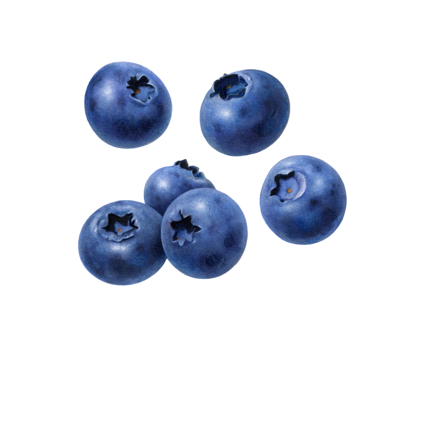 Detail Blueberries Png Nomer 7