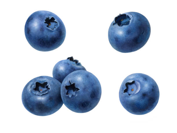 Detail Blueberry Clipart Nomer 22