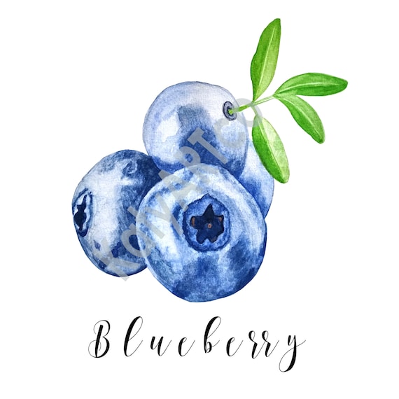 Detail Blueberry Clipart Nomer 32