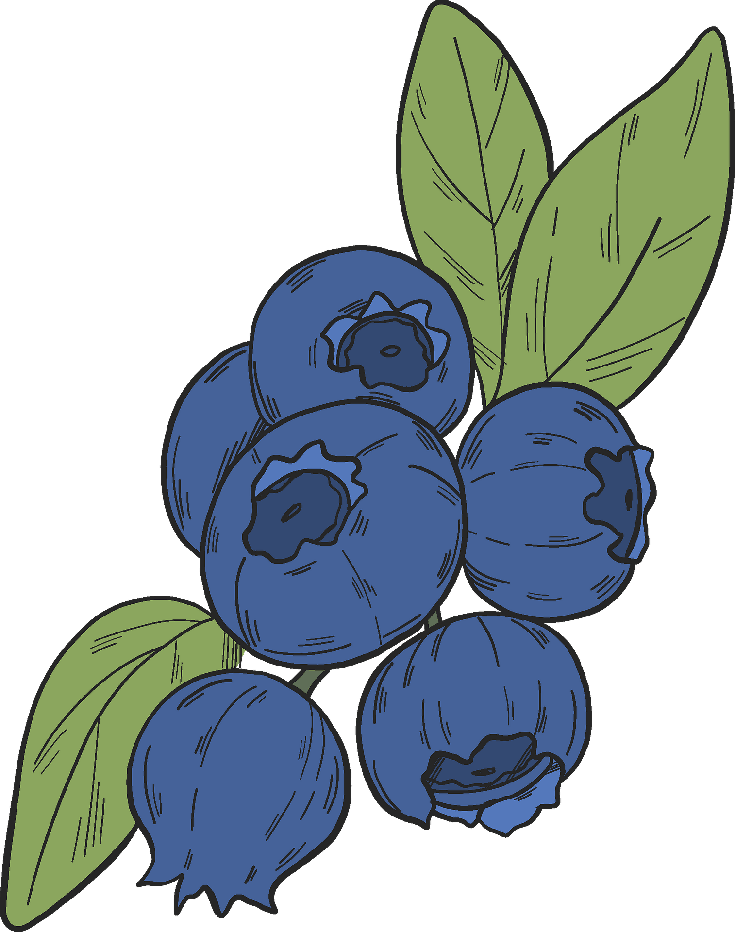 Detail Blueberry Clipart Nomer 40