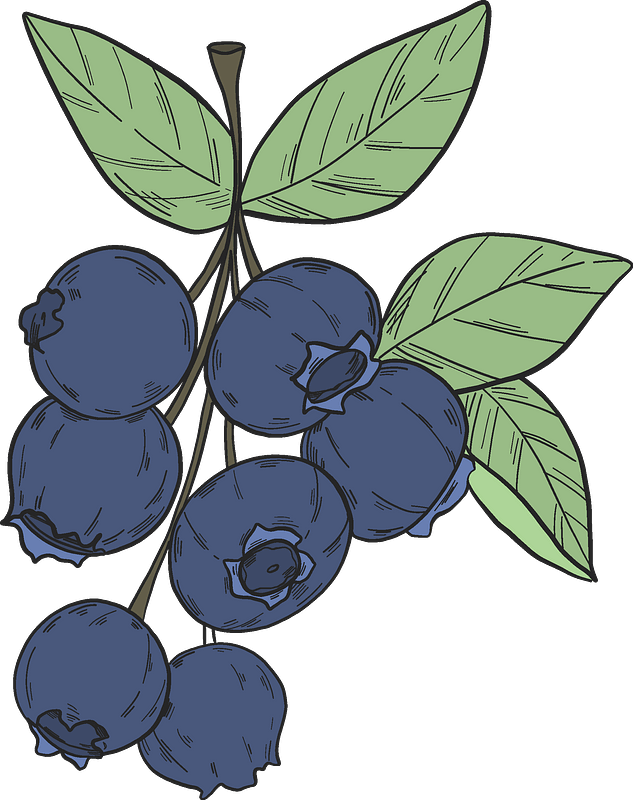 Detail Blueberry Clipart Nomer 49