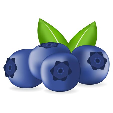 Detail Blueberry Clipart Nomer 8