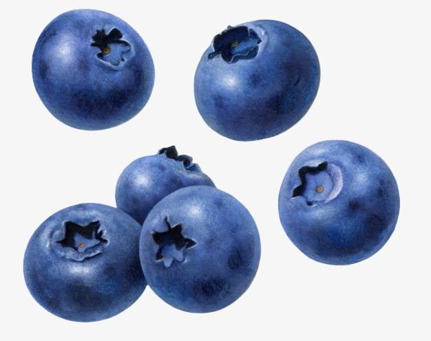 Detail Blueberry Clipart Png Nomer 18