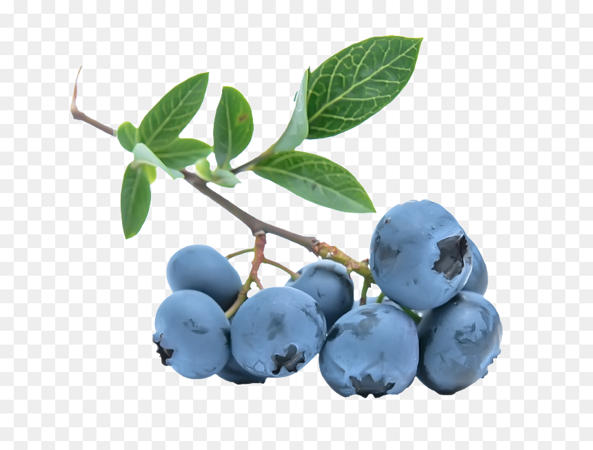Detail Blueberry Clipart Png Nomer 26