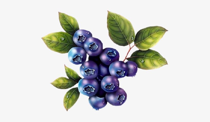 Detail Blueberry Clipart Png Nomer 30