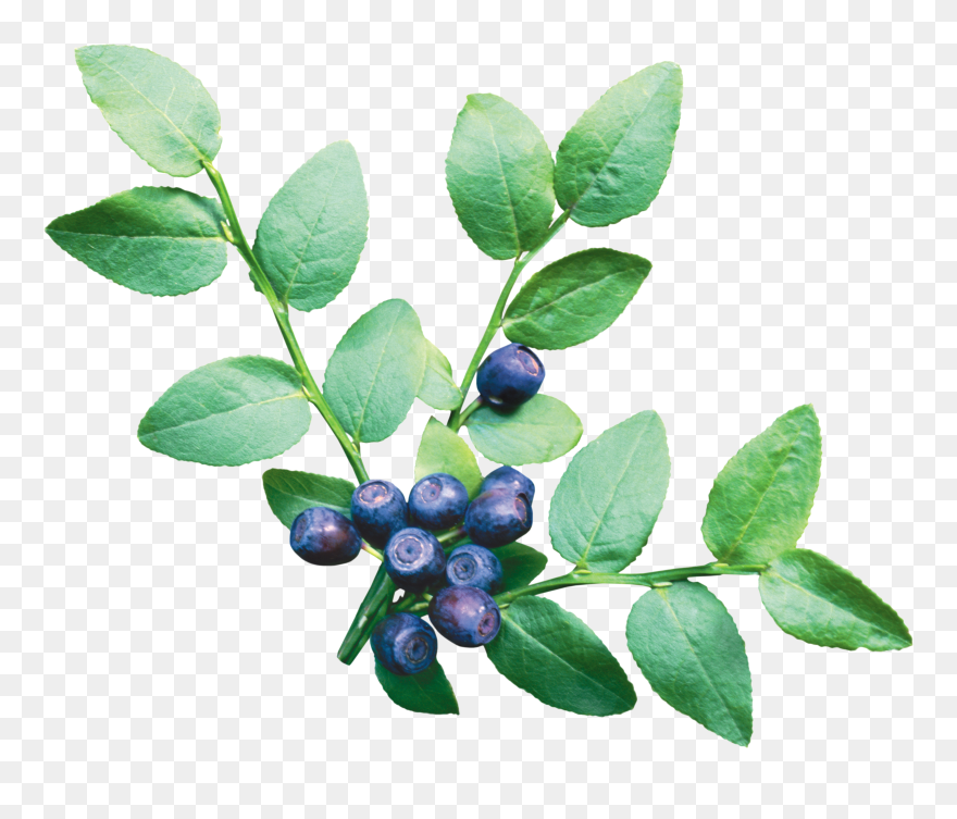 Detail Blueberry Clipart Png Nomer 44