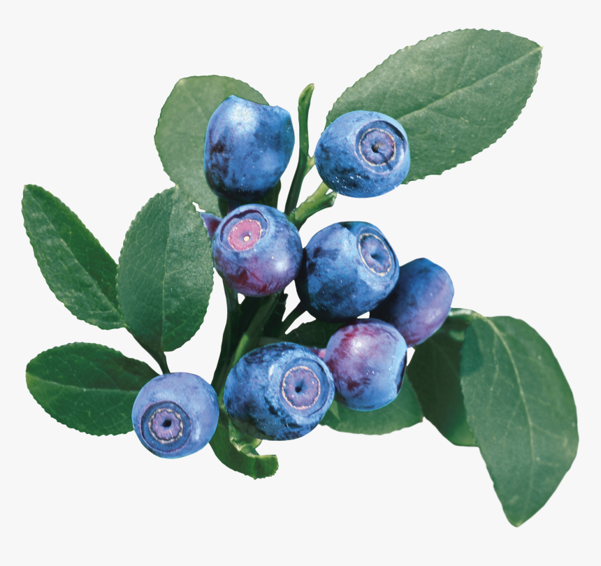 Detail Blueberry Clipart Png Nomer 47