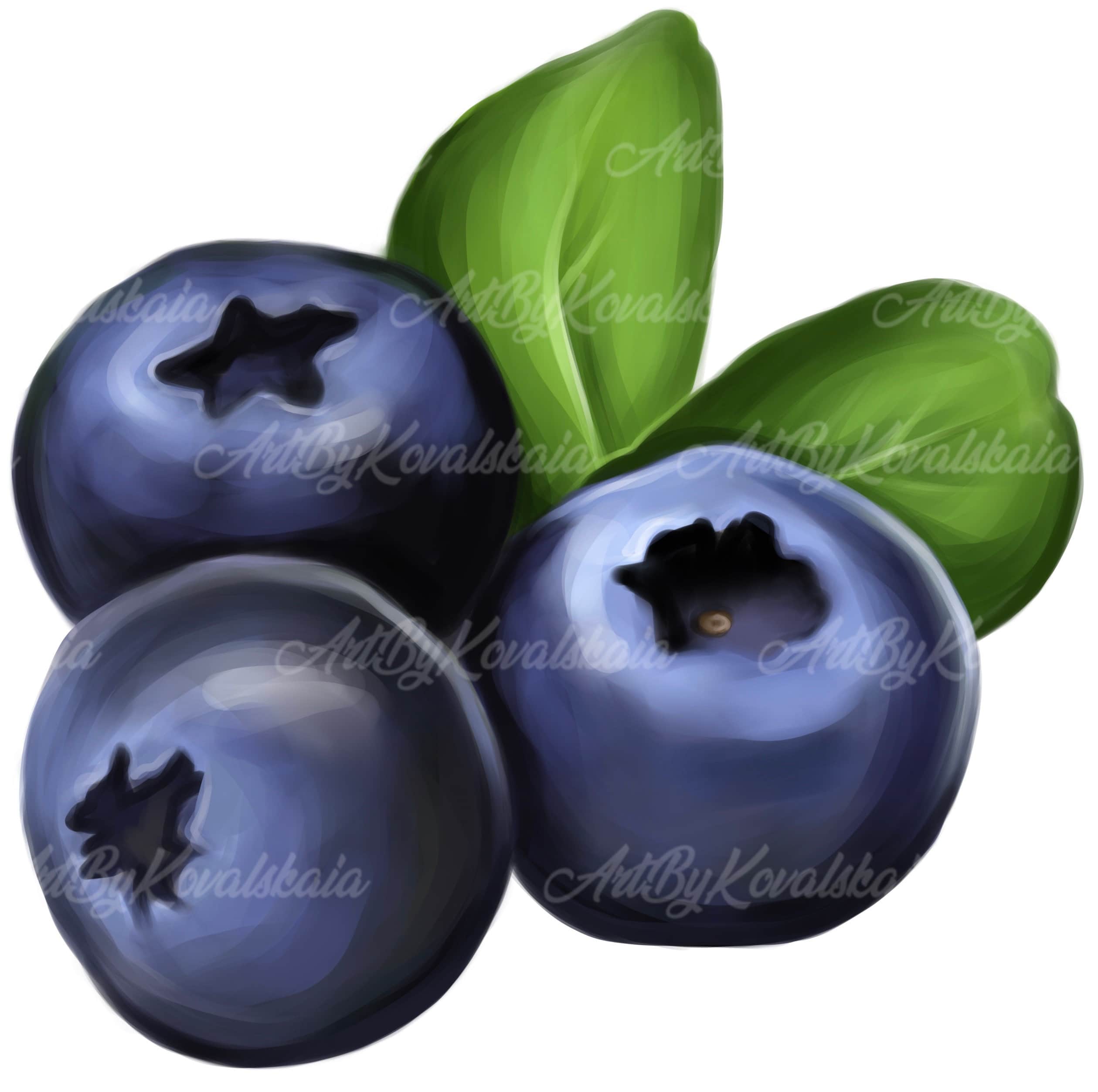 Detail Blueberry Png Nomer 35