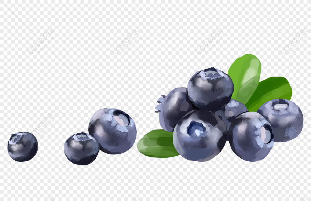 Detail Blueberry Png Nomer 51