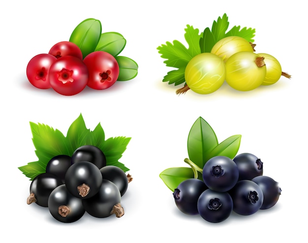 Detail Blueberry Vector Png Nomer 17