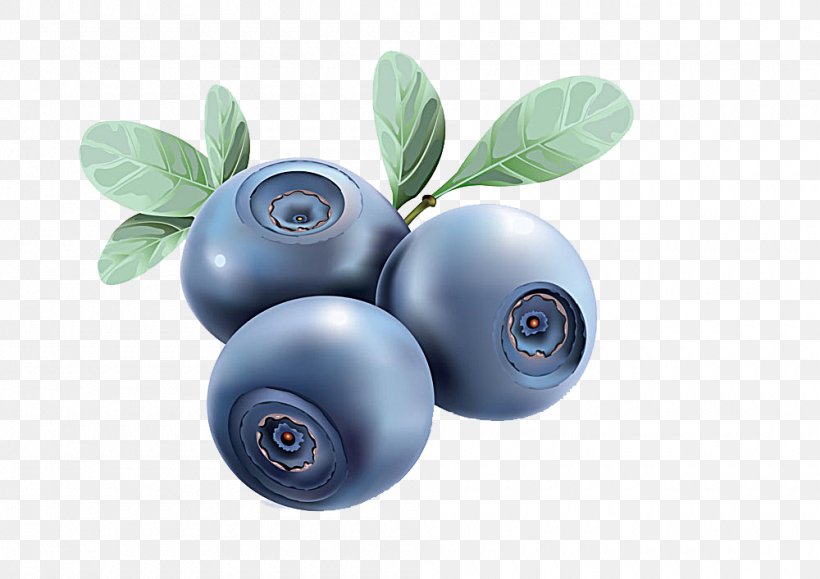 Detail Blueberry Vector Png Nomer 3