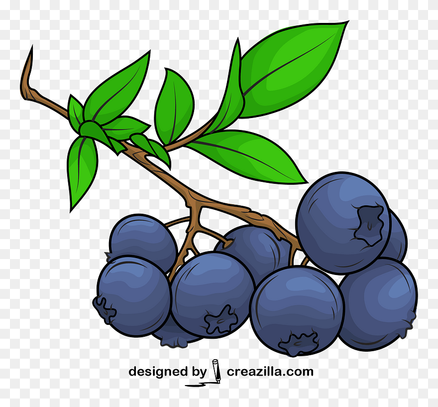 Detail Blueberry Vector Png Nomer 23