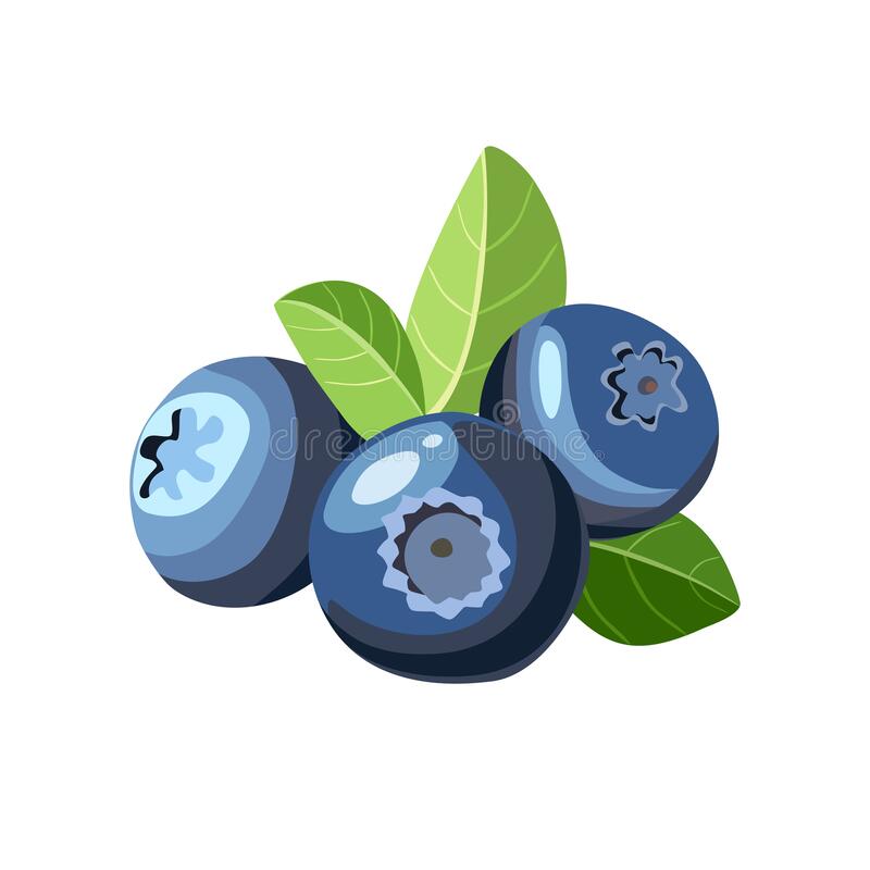 Detail Blueberry Vector Png Nomer 32