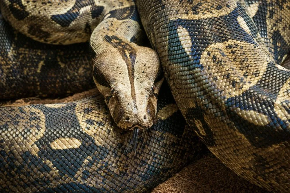 Detail Boa Constrictor Imperator Nomer 21