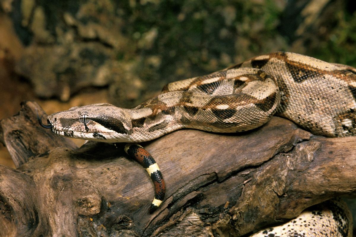 Detail Boa Constrictor Imperator Nomer 10