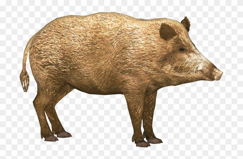 Detail Boar Clipart Nomer 28