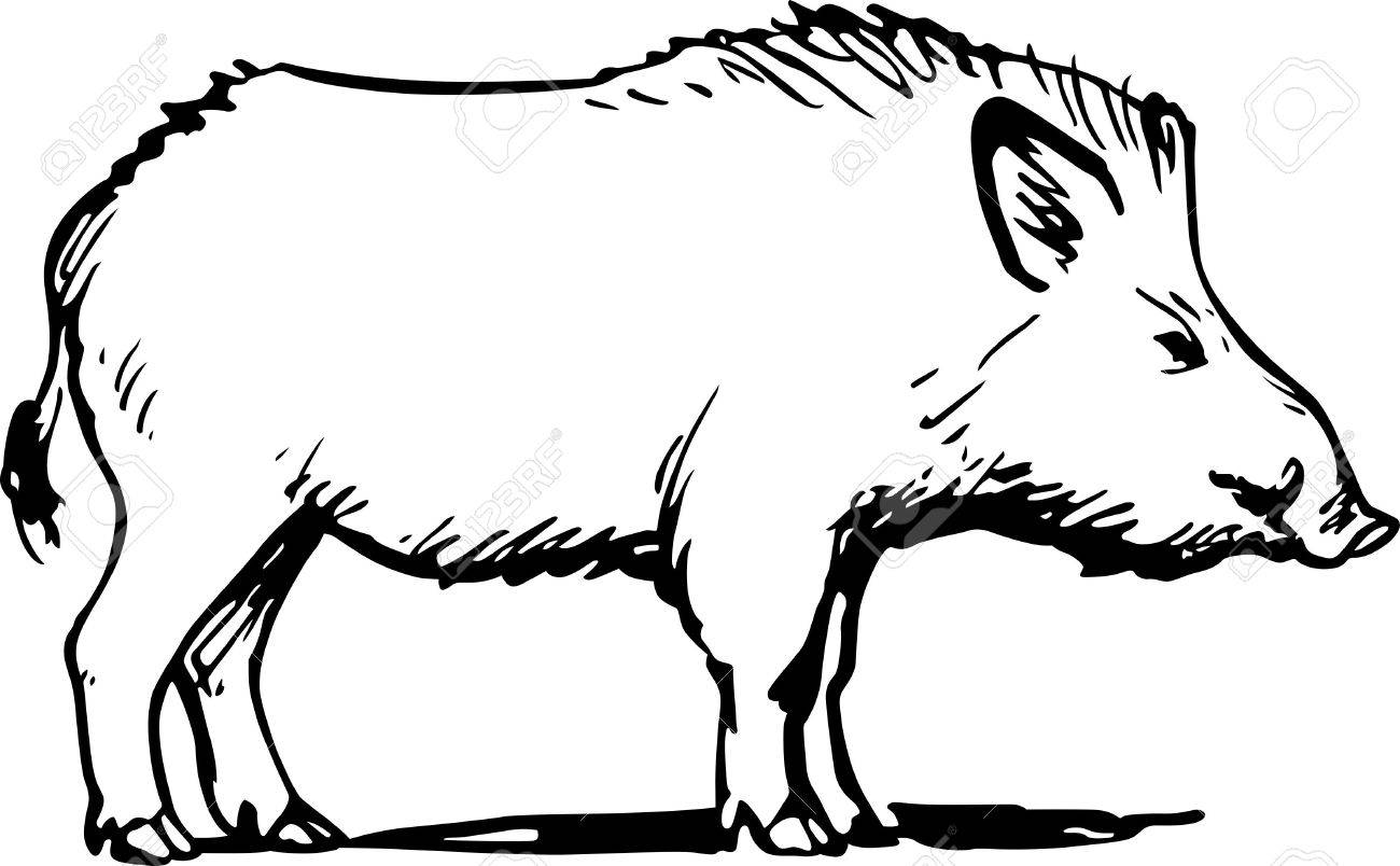 Detail Boar Clipart Nomer 32