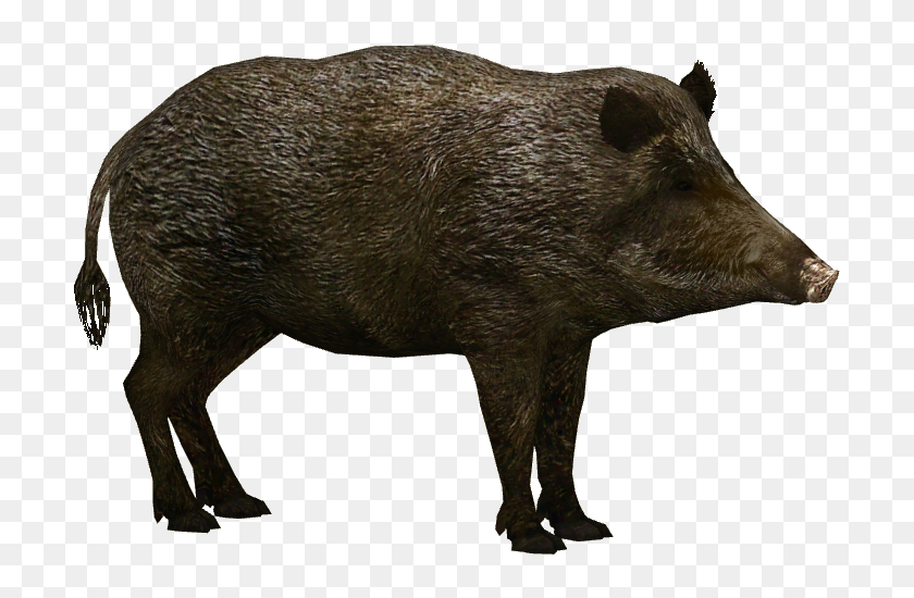 Detail Boar Clipart Nomer 45