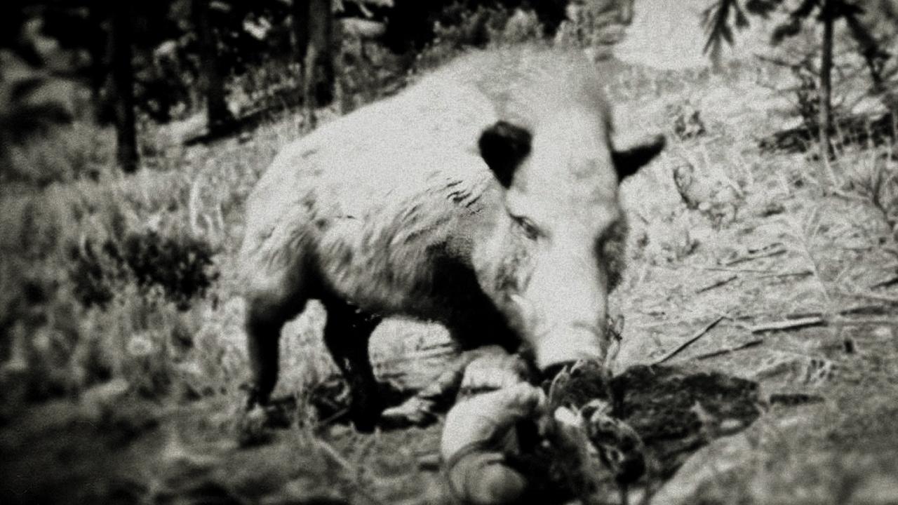 Detail Boar Location Red Dead Redemption 2 Nomer 35