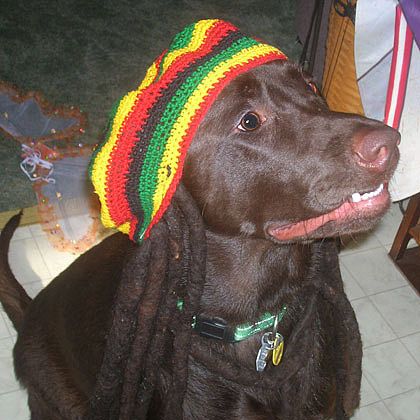 Detail Bob Marley Dog Collars Nomer 34