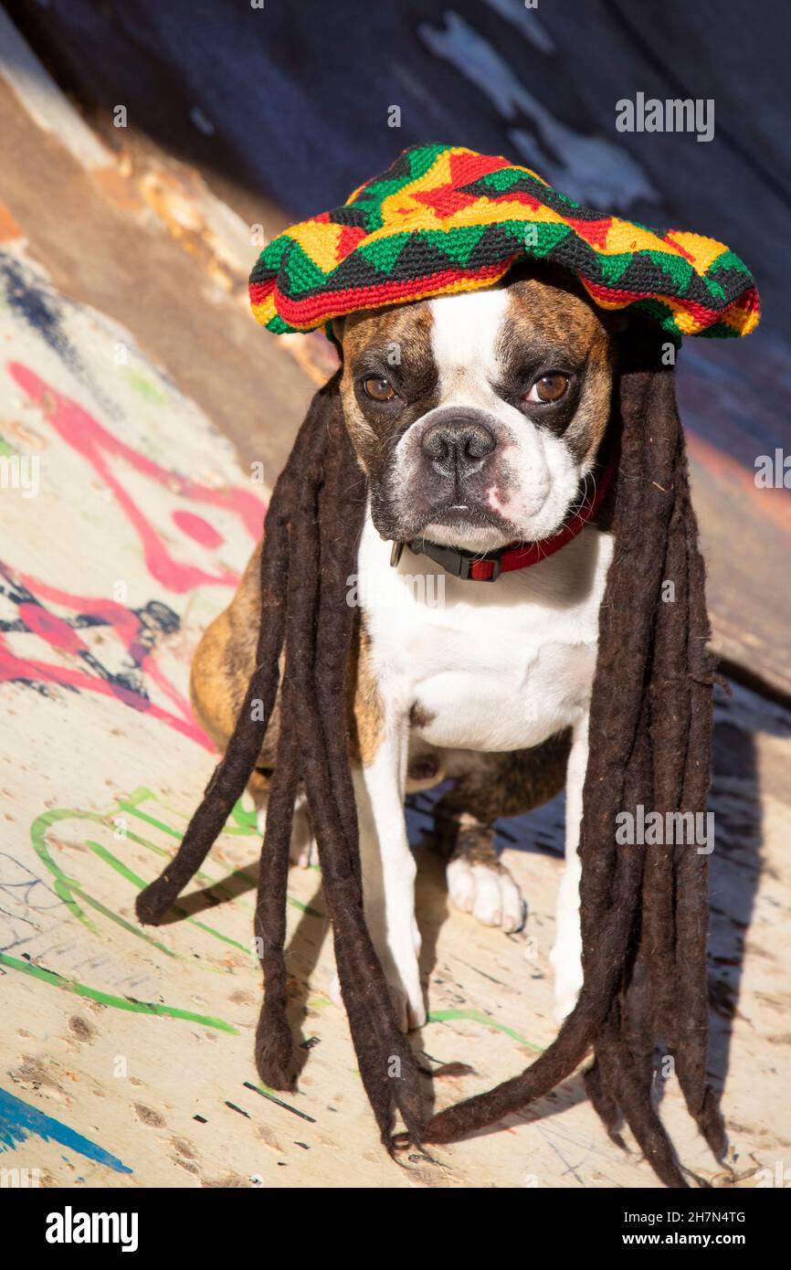 Detail Bob Marley Dog Collars Nomer 51