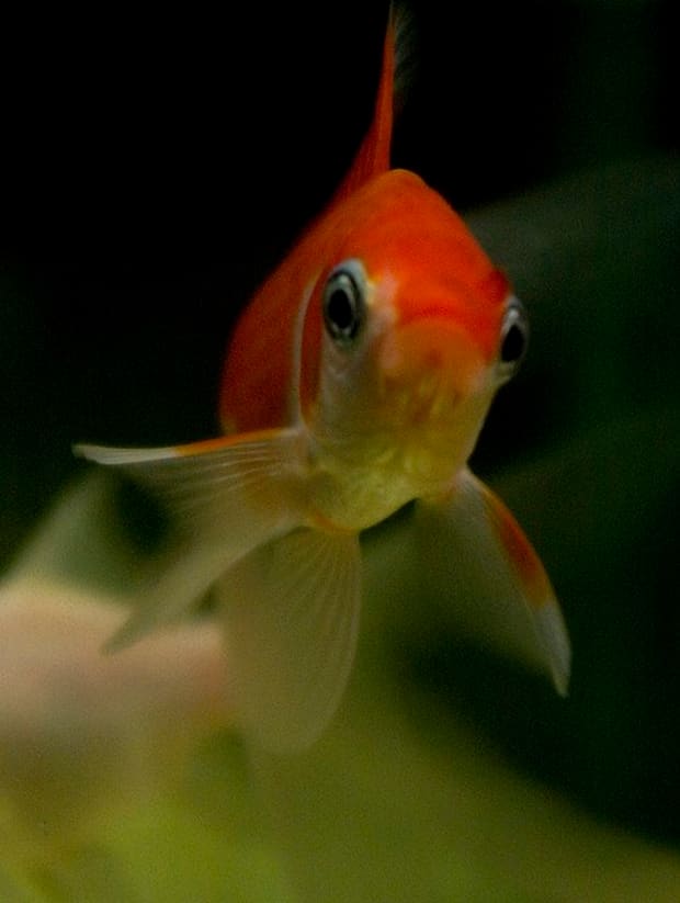 Detail Bob The Ninja Goldfish Nomer 20