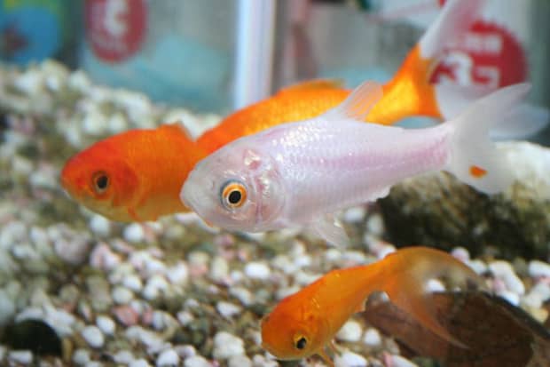 Detail Bob The Ninja Goldfish Nomer 28