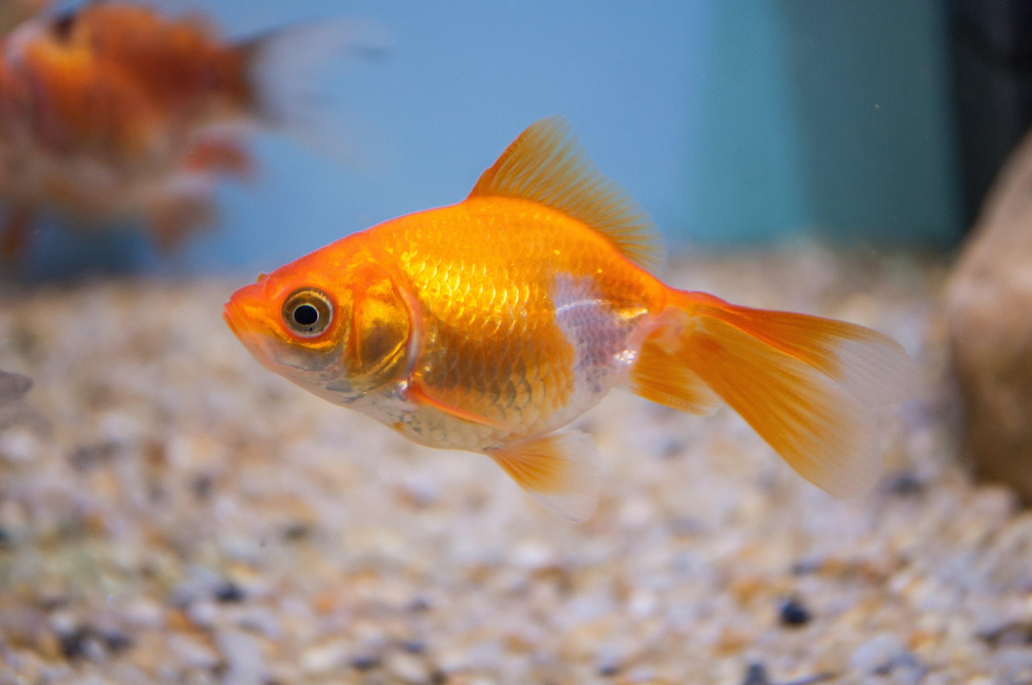 Detail Bob The Ninja Goldfish Nomer 3