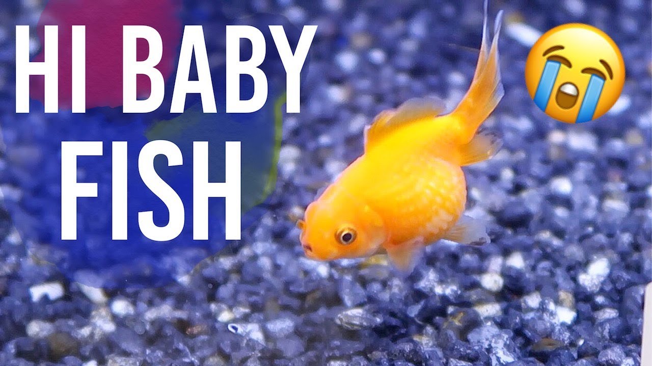 Detail Bob The Ninja Goldfish Nomer 7