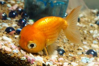 Detail Bob The Ninja Goldfish Nomer 8